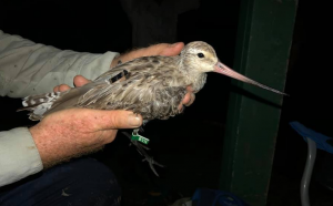 Godwit with Tracker
