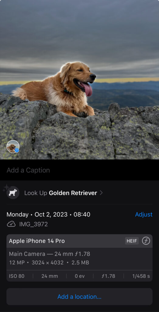 Screenshot of a photograph of a golden retriever atop a mountain with the metadata showing below the photograph. The data catalogue includes the description of the dog, the date the photo was taken, the file name and type, device details, and an option to add a location.